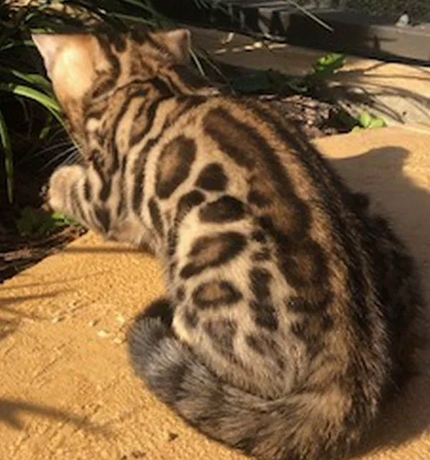 Imaginique Bengals Picture 9