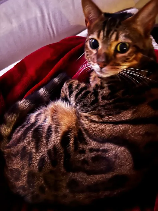 Imaginique Bengals Picture 1