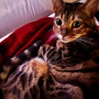 Imaginique Bengals ico