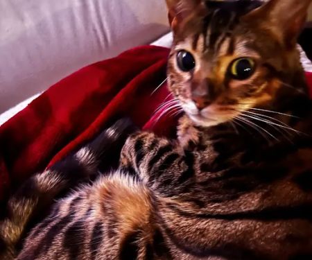 Imaginique Bengals