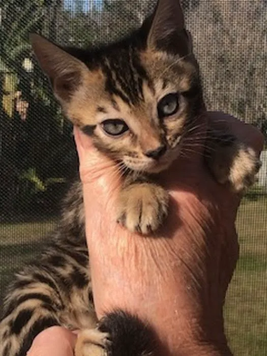 Imaginique Bengals Picture 10