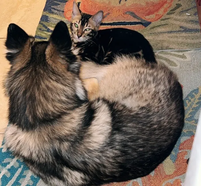 Imaginique Bengals Picture 8