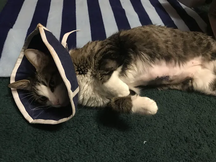 Animal Emergency Services of Pasco Picture 4