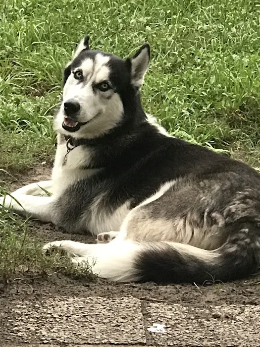 Animal Emergency Services of Pasco Picture 3