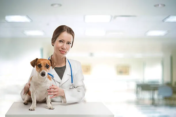 Wesley Chapel Veterinary Clinic Picture 6