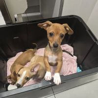 Bliss Family Veterinarian ico