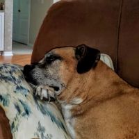 Central Pasco Vet Care ico