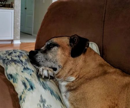 Central Pasco Vet Care