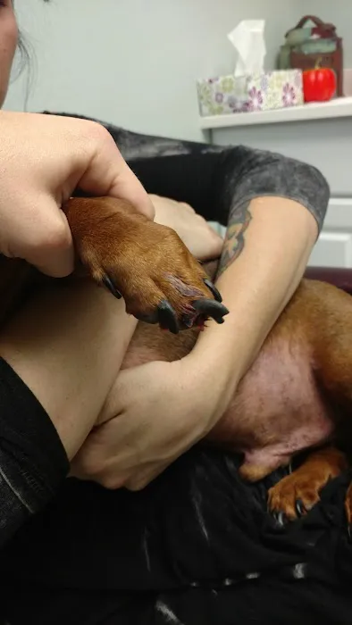 Land O Lakes Animal Hospital Picture 7