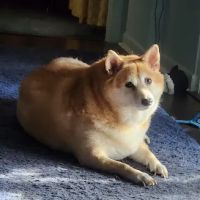 Land O Lakes Animal Hospital ico