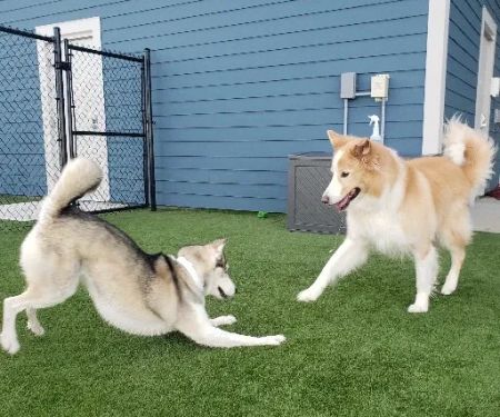 Embassy Veterinary Center & Pet Retreat Tampa