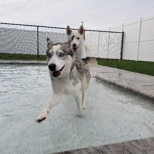 Embassy Veterinary Center & Pet Retreat Tampa Picture 2