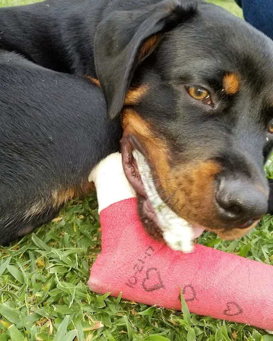 Valrico Animal Clinic Picture 10