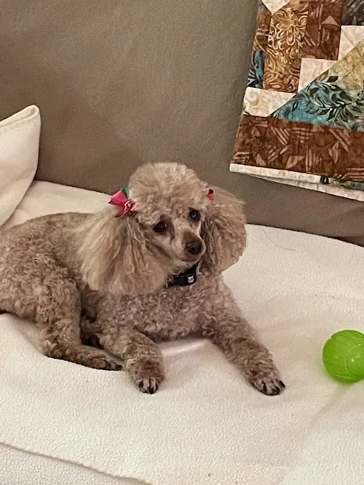 Valrico Animal Clinic Picture 7