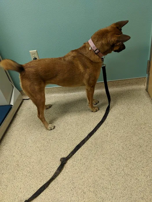 Valrico Animal Clinic Picture 9
