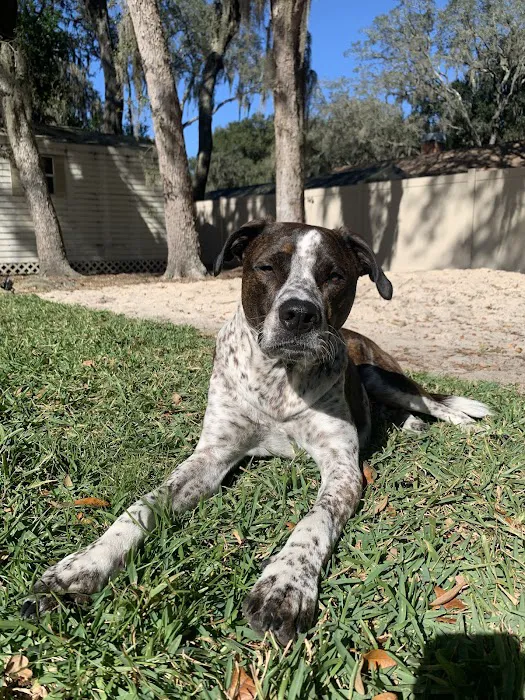 Valrico Animal Clinic Picture 6