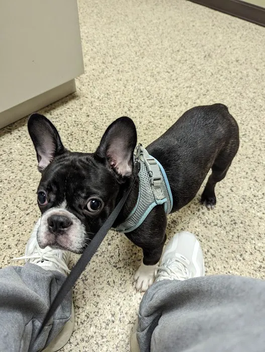 Care Animal Hospital Picture 1