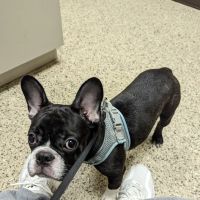 Care Animal Hospital ico
