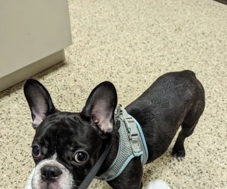 Care Animal Hospital