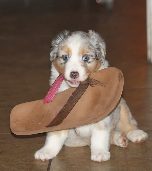 Care Animal Hospital Picture 3