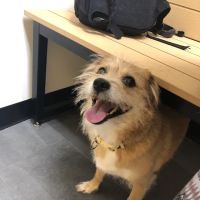 Banfield Pet Hospital ico