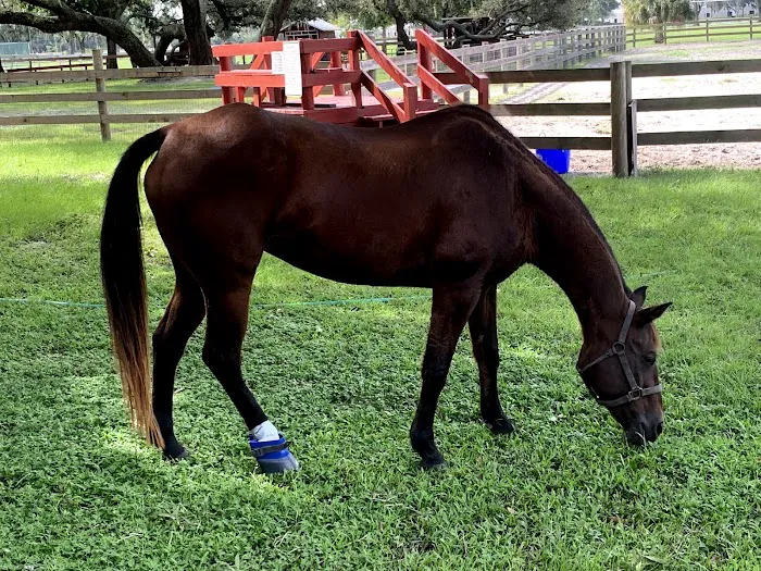 Brandon Equine Medical Center Picture 8