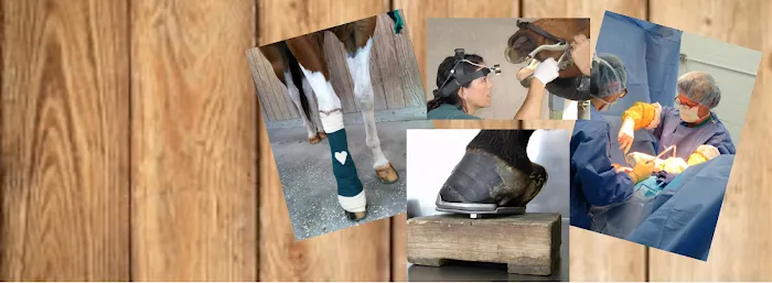 Brandon Equine Medical Center Picture 10