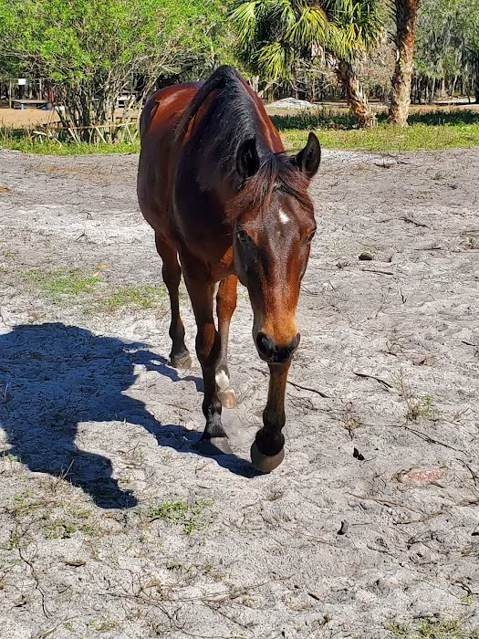 Brandon Equine Medical Center Picture 7
