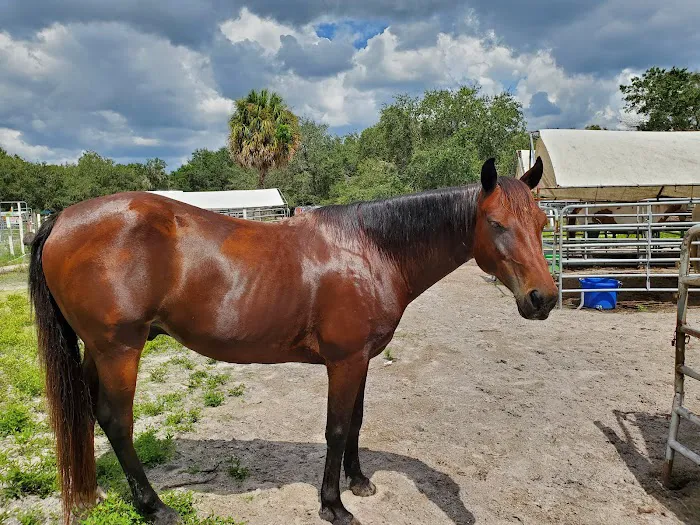Brandon Equine Medical Center Picture 5