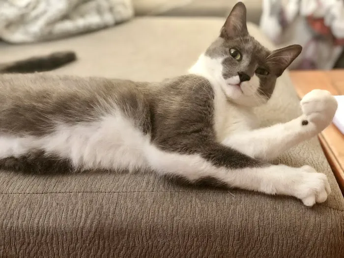 Harmony Vet Care of Brandon Picture 6