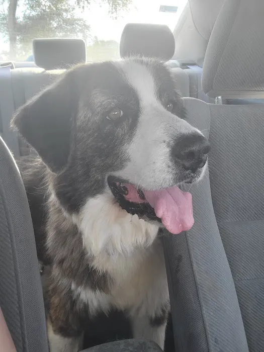 Harmony Vet Care of Brandon Picture 4
