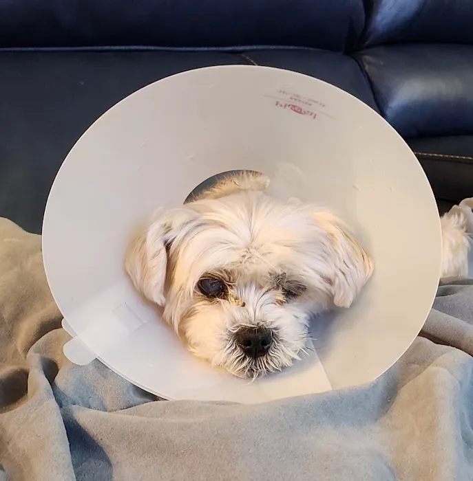 Harmony Vet Care of Brandon Picture 5