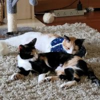 Harmony Vet Care of Brandon ico