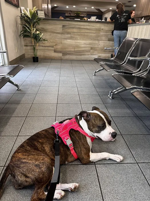 Bloomingdale Animal Hospital Picture 10