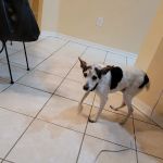 Bloomingdale Animal Hospital