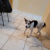 Bloomingdale Animal Hospital ico