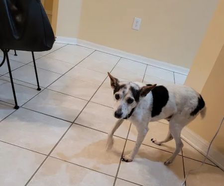 Bloomingdale Animal Hospital