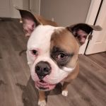 Animal Medical Center