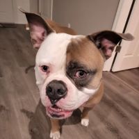 Animal Medical Center ico