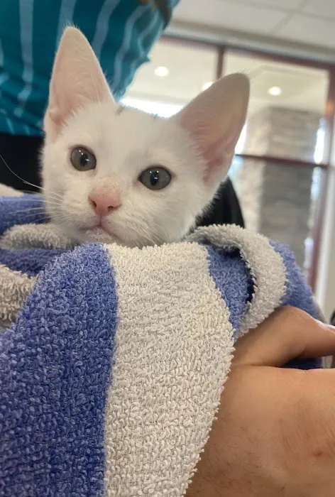 Animal Medical Center Picture 7