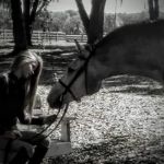 Surgi-Care Center For Horses