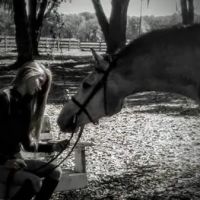 Surgi-Care Center For Horses ico