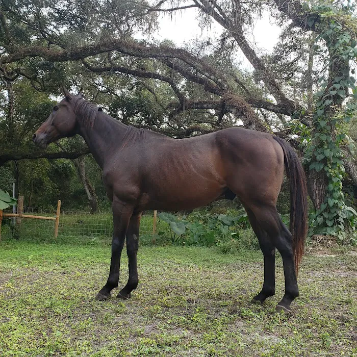 Surgi-Care Center For Horses Picture 9