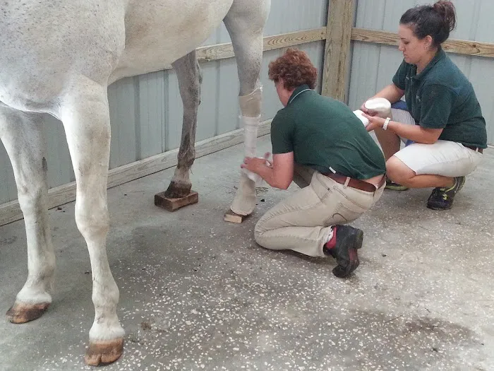 Surgi-Care Center For Horses Picture 2