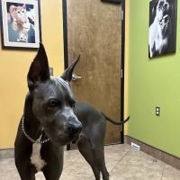Brandon Lakes Animal Hospital ico