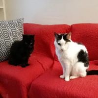 Pasco Veterinary Imaging Center ico
