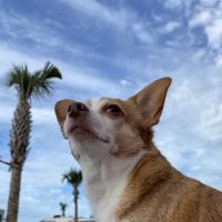 Quail Hollow Animal Hospital ico