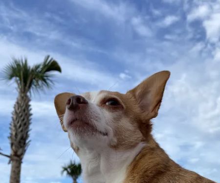 Quail Hollow Animal Hospital