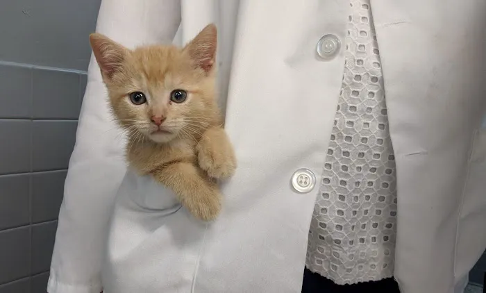Nova Veterinary Clinic Picture 8
