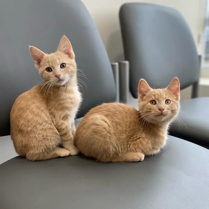 Nova Veterinary Clinic Picture 4